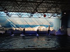 -秦皇岛乐岛海洋王国