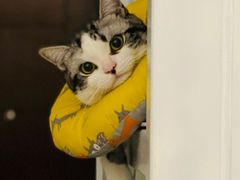 -创凡宠物医院·骨专科  猫科中心(西乡分院)