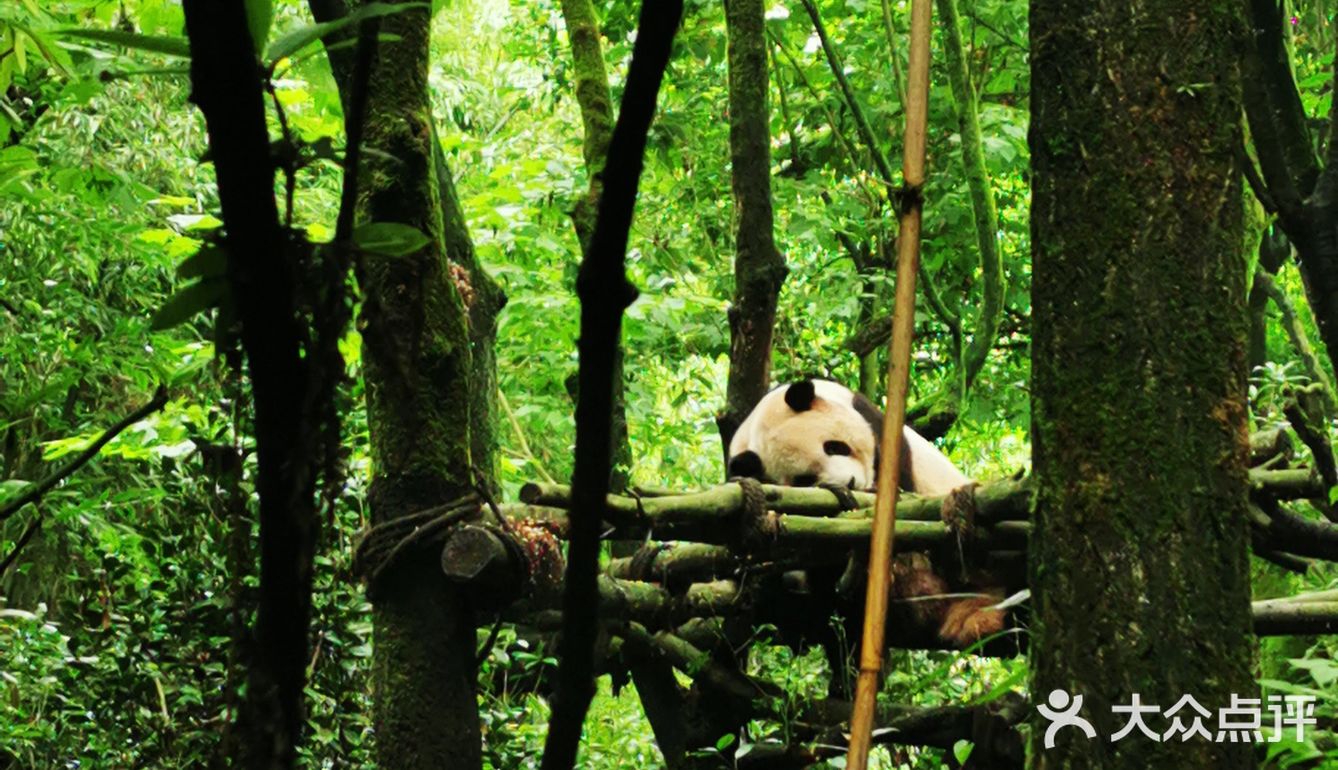 闯入熊猫🐼睡眠王国？[害羞]