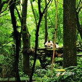 闯入熊猫🐼睡眠王国？[害羞]