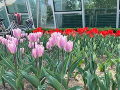 -石家庄市植物园