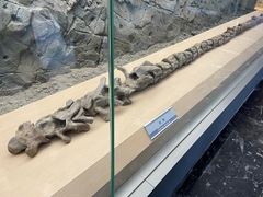 -嘉荫恐龙国家地质公园