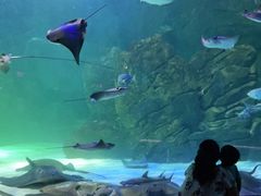 -瑞普利水族馆
