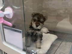 -唐小姐の私宠·宠物洗护美容·撸猫馆·购宠(周浦万达旗舰店)