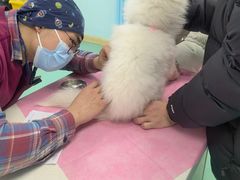 -北京观赏动物医院·24小时大型综合·猫专科·异宠专科