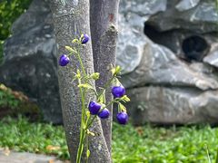 -广州神农草堂中医药博物馆