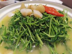 上汤豆苗-东莱馋房(陆家嘴店)