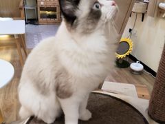 -滚猫咖啡·猫咖·猫友好撸猫(未来城店)