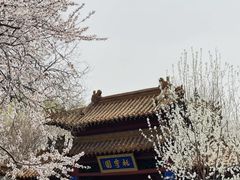 -桃花堤公园