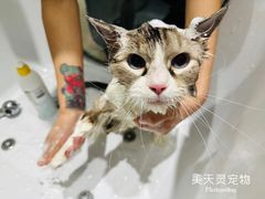 -FAELING PETS美天灵宠物(合生汇店)