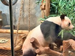 -深圳野生动物园