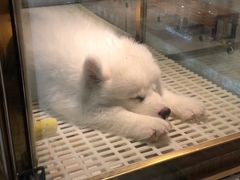 -乐宠宠物店(世纪金源店)