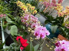 -金陵花卉交易市场