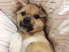 -派特宠物医院(海岸城店)