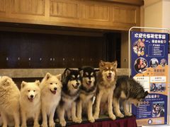 -长白山万达喜来登度假酒店