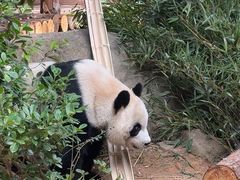 -泉州海丝野生动物世界