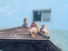 -大连森林动物园