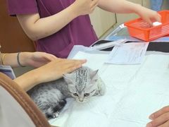 -美联众合动物医院·24h转诊中心
