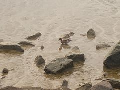 -深圳湾公园(南山区)