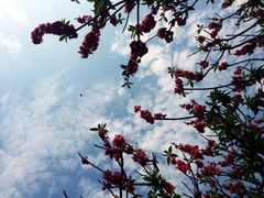 -南国桃园旅游度假区