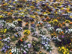 -石家庄市植物园