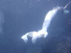 -左海海底世界