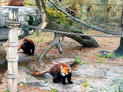 -上海野生动物园