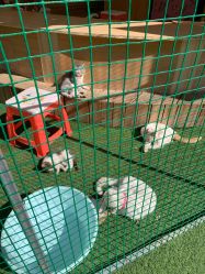 -萌宠亲子动物乐园(槐房万达店)