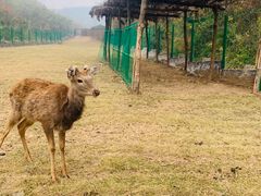 -千年银杏谷文化旅游区