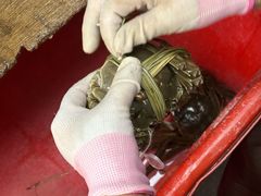 -阳澄湖大闸蟹·琼灵阁牌品牌连锁(吴中总店)