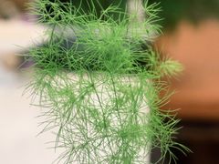 -椿Growth