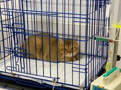 -可蒙动物医院·猫科·骨科中心(首义路店)