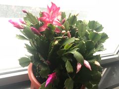 -双季花艺园艺市场(浦东店)