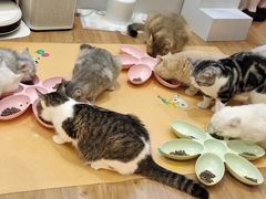 -COLOR PETS 撸猫馆·购猫·猫咖(长风大悦城店)