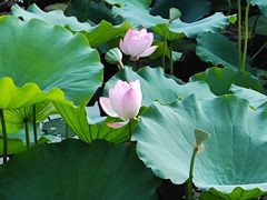 -荔湾湖公园