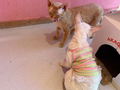 -藏猫猫咖啡主题馆(中央大道店)