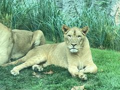 -北京野生动物园