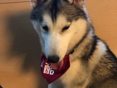 -Husky Go! 哈士奇体验馆·宠物咖啡厅狗咖
