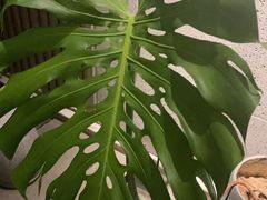 -王府茶楼茶宴·创意菜(朝阳公园店)
