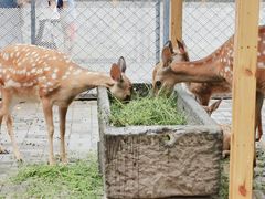 -长白岛森林公园