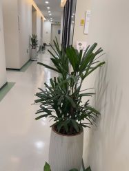 -苏州维多利亚美容医院