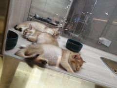 -飞行喵MR PILOT|猫舍·猫咖(静安大融城店)