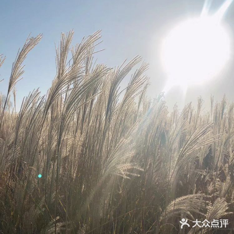 芦苇  风总是不闲着，吹谢了百花，吹落了秋叶