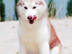 momo-Husky Go! 哈士奇体验馆·宠物咖啡厅狗咖