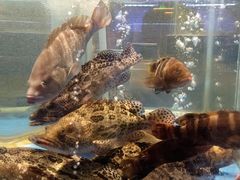 -青蓬蒸汽海鲜·深圳老字号·团建聚会(壹方城店)