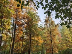 -重庆彩云湖湿地公园