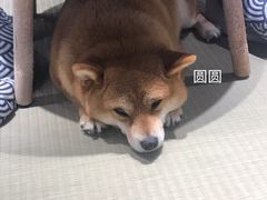 -逗柴咖啡屋·狗咖猫咖宠物桌游