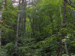 -五营红松林海景区