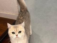 -琪喵猫屋·撸猫猫咖·猫舍