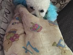 -喵宠乐园·撸猫互动·猫舍